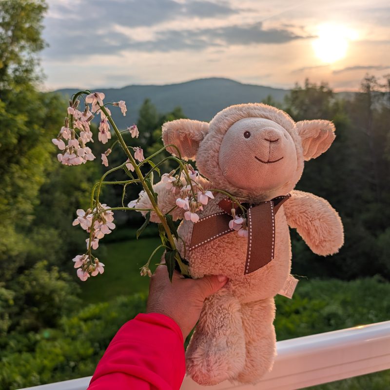 peluche tenant une fleur